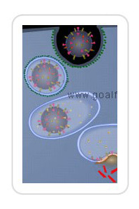Bio - virus uncoating